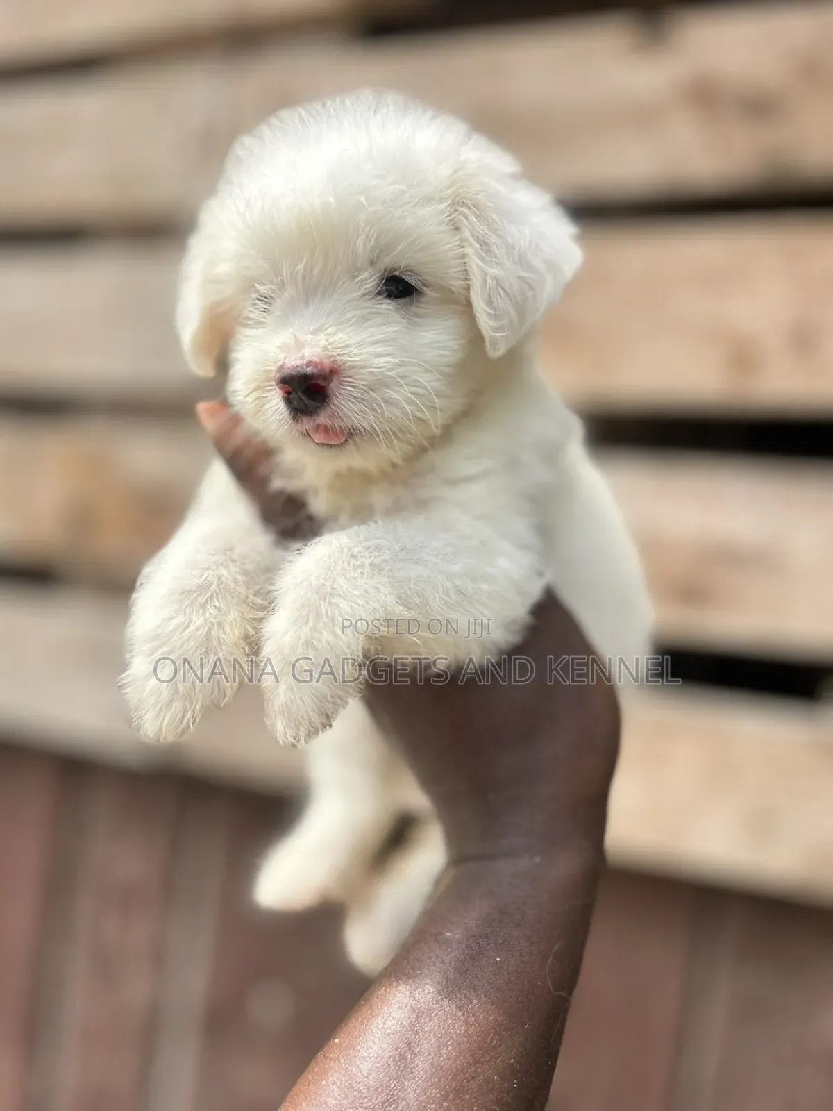 1-3 months Female Purebred Poodle