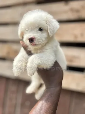 1-3 months Female Purebred Poodle