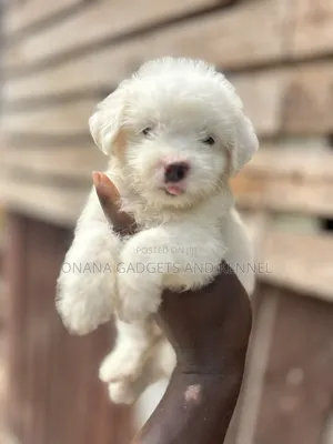 1-3 months Female Purebred Poodle