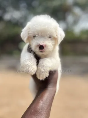 1-3 months Female Purebred Poodle