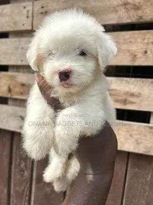 1-3 months Female Purebred Poodle