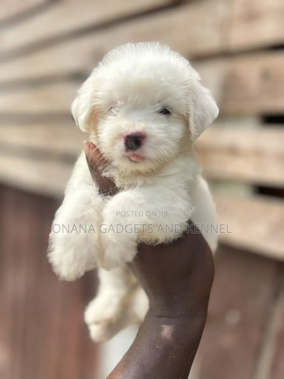 1-3 months Female Purebred Poodle