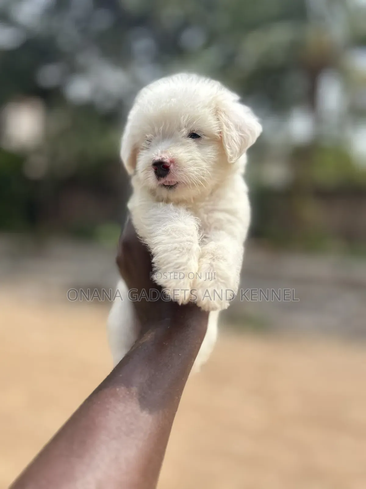 1-3 months Female Purebred Poodle
