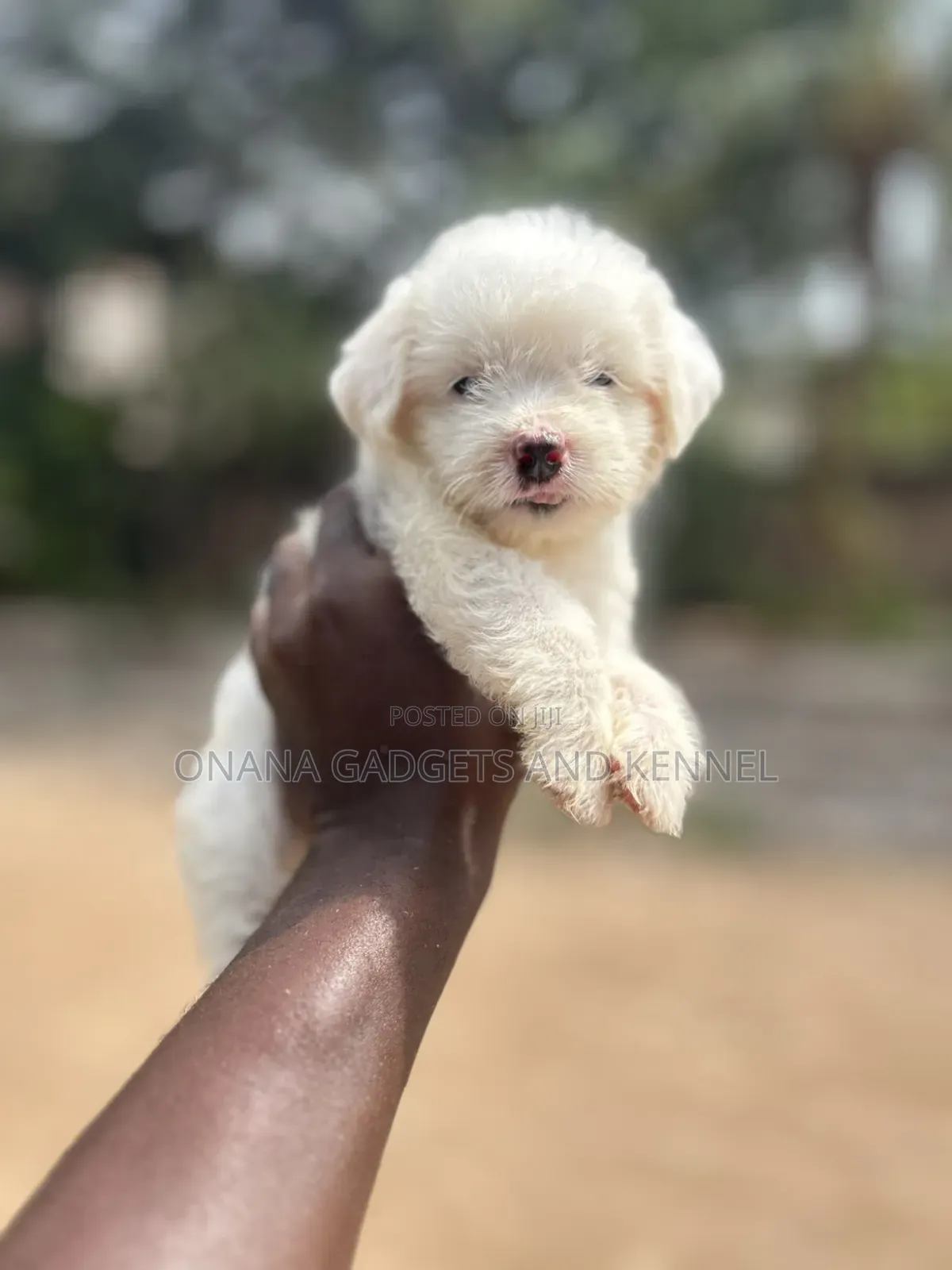 1-3 months Female Purebred Poodle