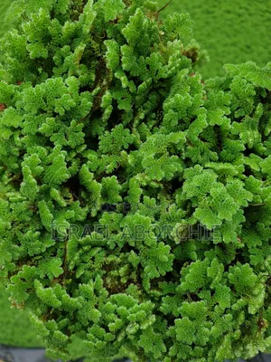 Azolla Plant
