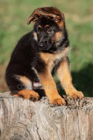 1-3 months Male Purebred German Shepherd