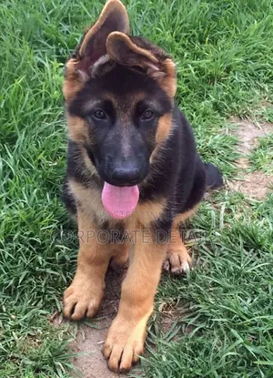 1-3 months Male Purebred German Shepherd