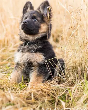 1-3 months Male Purebred German Shepherd