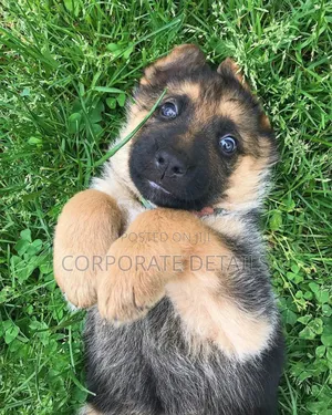 1-3 months Male Purebred German Shepherd