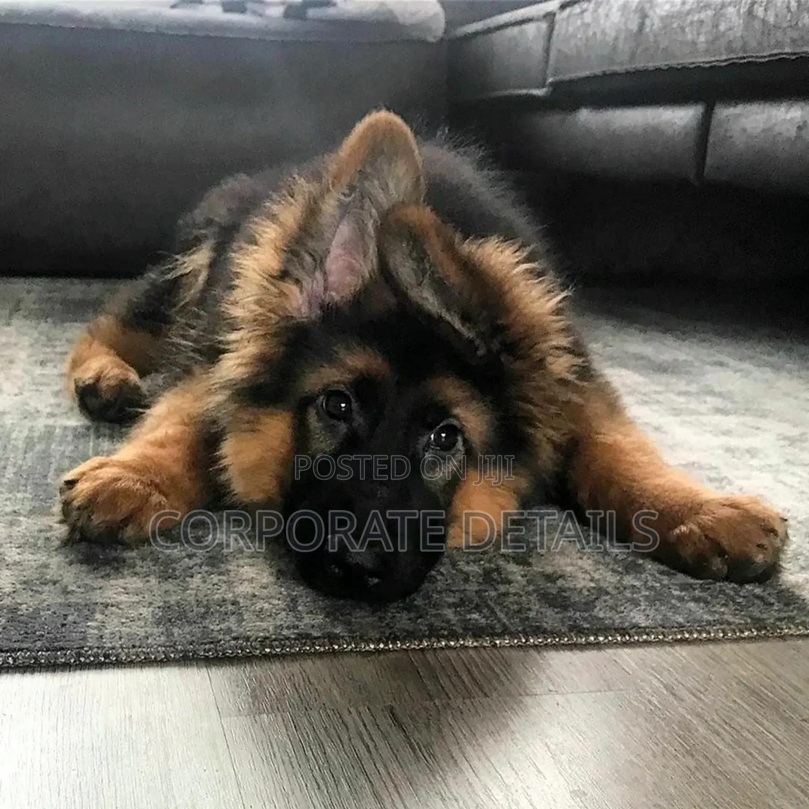 1-3 months Male Purebred German Shepherd