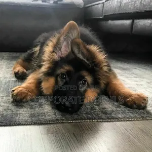 1-3 months Male Purebred German Shepherd