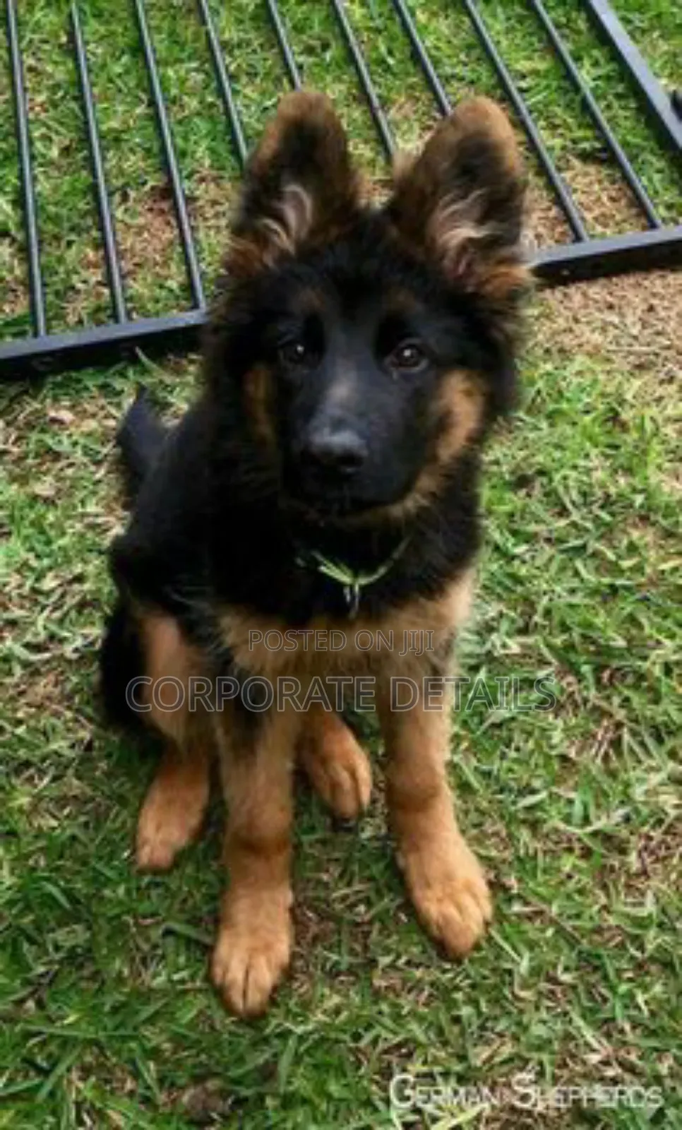 1-3 months Male Purebred German Shepherd