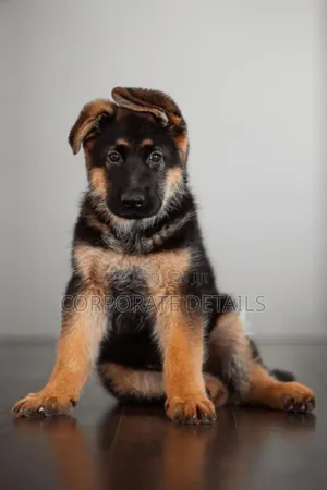 1-3 months Male Purebred German Shepherd