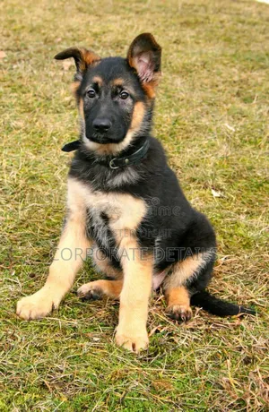 1-3 months Male Purebred German Shepherd