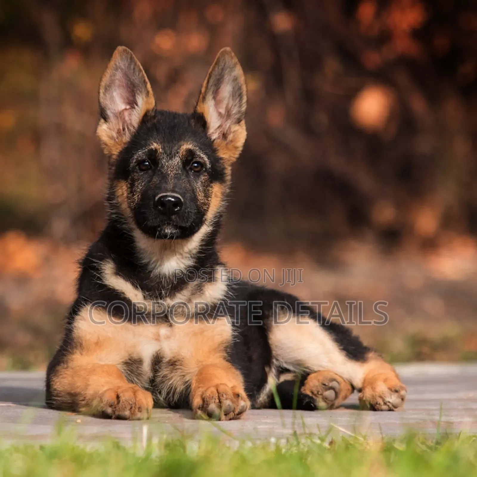 1-3 months Male Purebred German Shepherd
