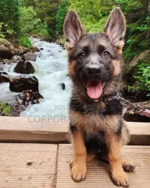 1-3 months Male Purebred German Shepherd