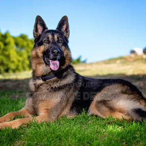 1+ year Male Purebred German Shepherd