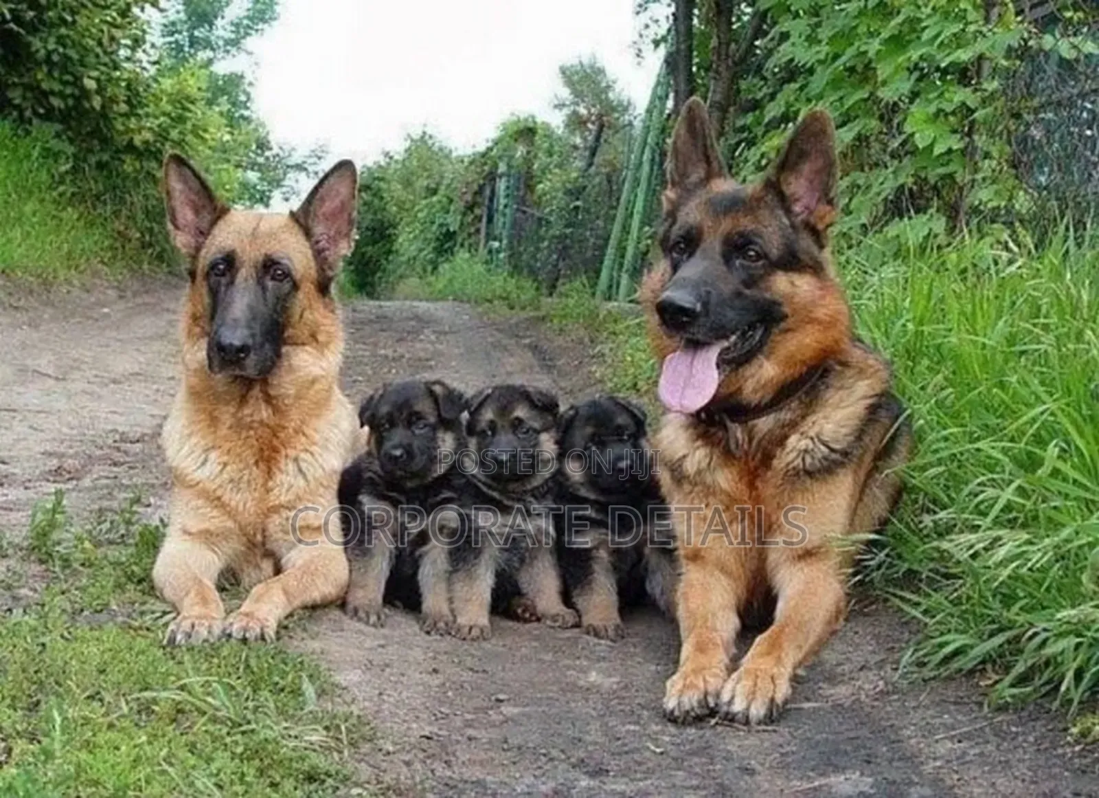 1-3 months Male Purebred German Shepherd