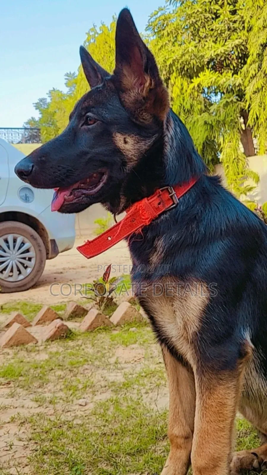 1-3 months Male Purebred German Shepherd