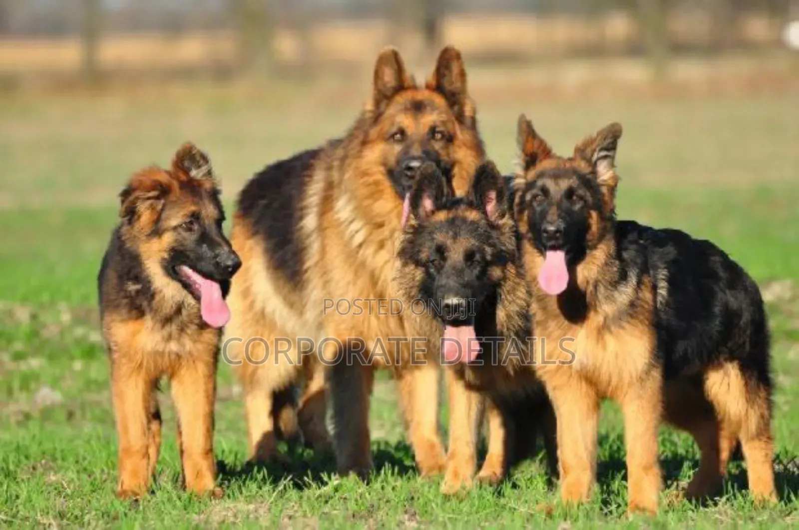 1+ year Male Purebred German Shepherd