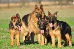 1+ year Male Purebred German Shepherd