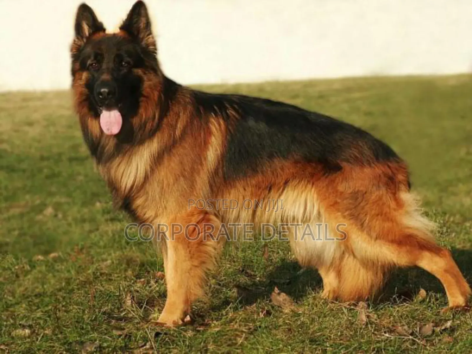 1+ year Male Purebred German Shepherd