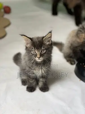 1-3 months Male Purebred Maine Coon