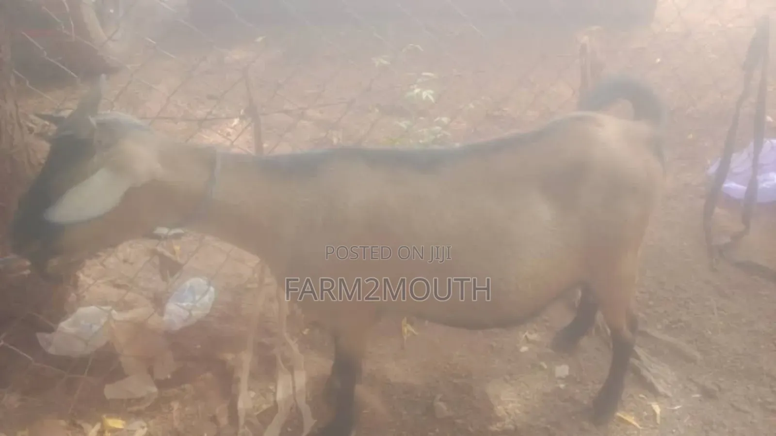 Live/Slaughtered Goat Sales