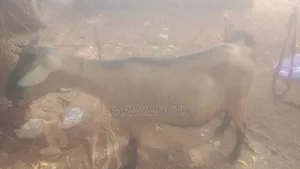 Live/Slaughtered Goat Sales