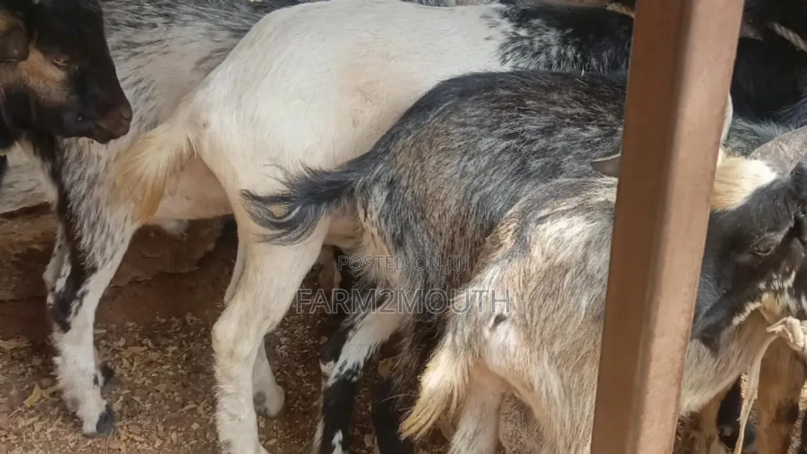 Live/Slaughtered Goat Sales