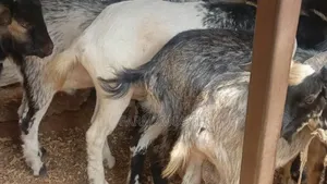 Live/Slaughtered Goat Sales