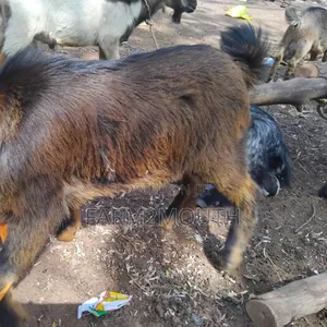 Live/Slaughtered Goat Sales