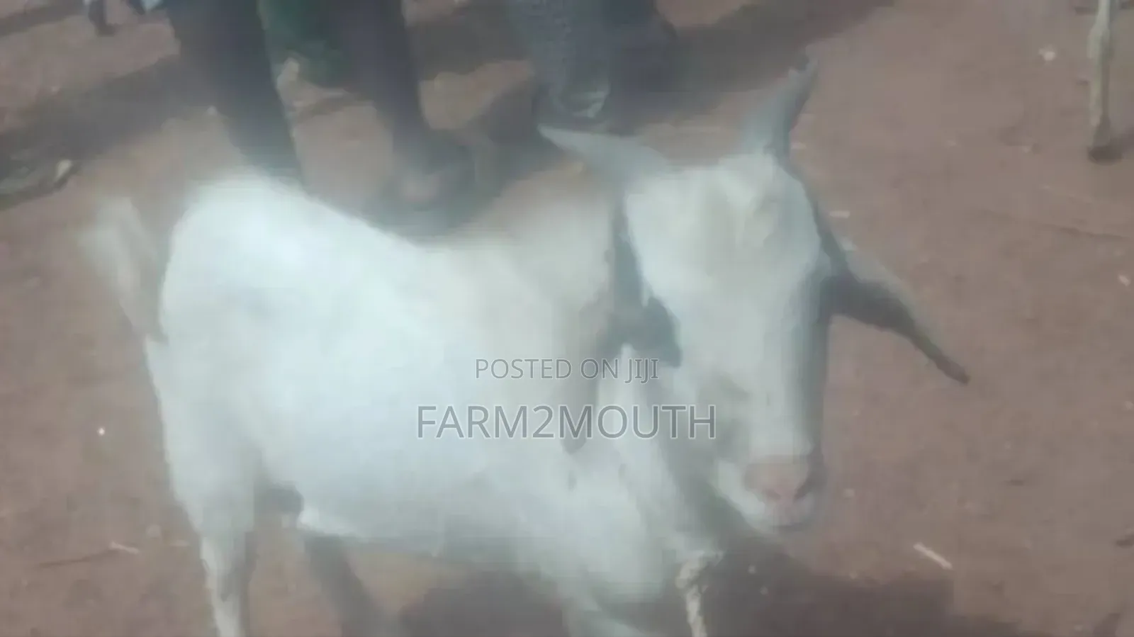 Live/Slaughtered Goat Sales