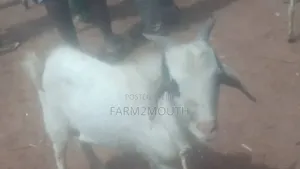 Live/Slaughtered Goat Sales