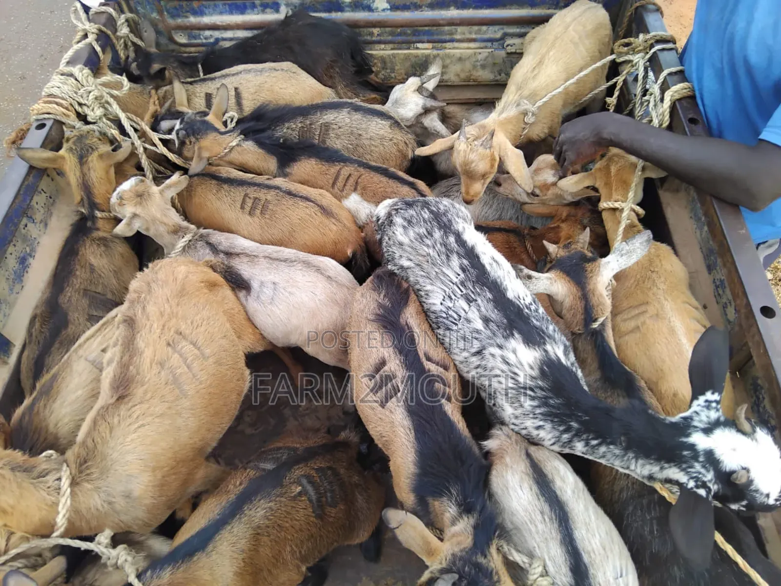 Live/Slaughtered Goat Sales