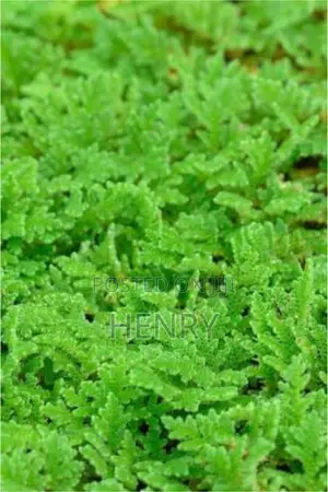 Gold Plant or Azolla
