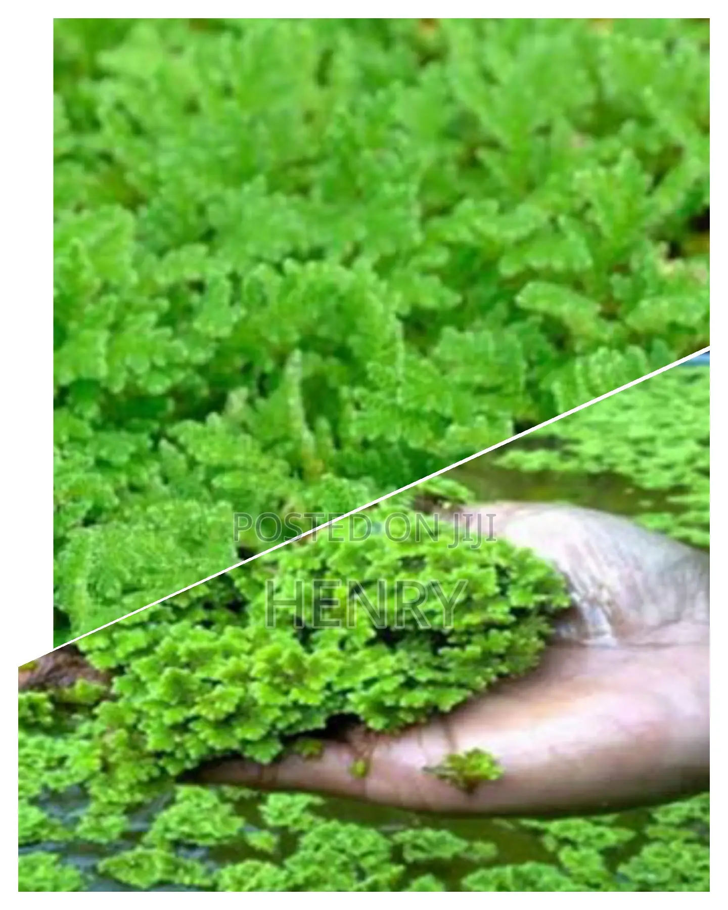 Gold Plant or Azolla