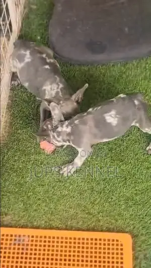 1-3 months Male Purebred French Bulldog