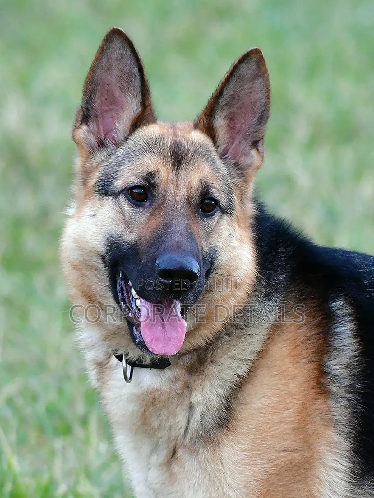 1+ year Male Purebred German Shepherd