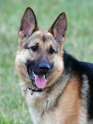 1+ year Male Purebred German Shepherd