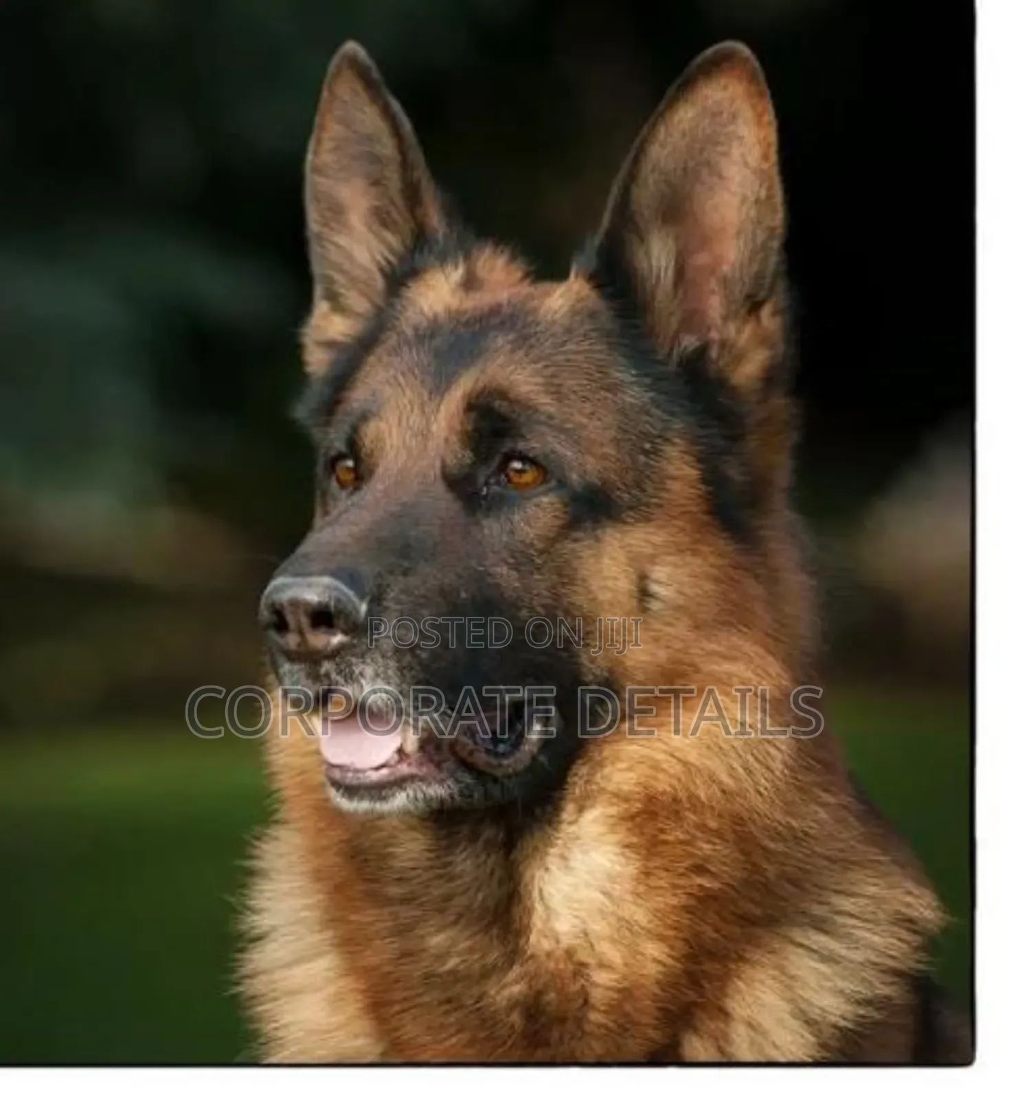 1+ year Male Purebred German Shepherd