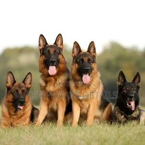 1+ year Male Purebred German Shepherd