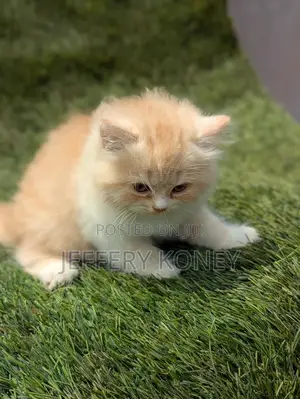 1-3 months Female Purebred Persian