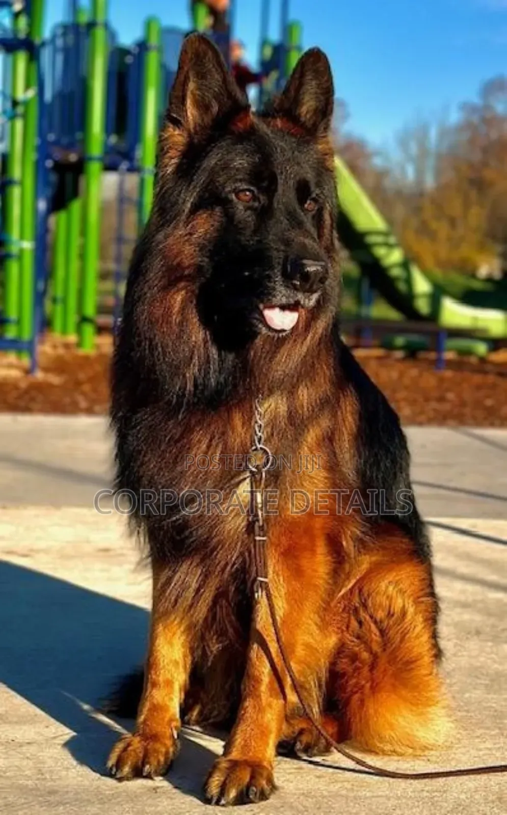 1+ year Male Purebred German Shepherd