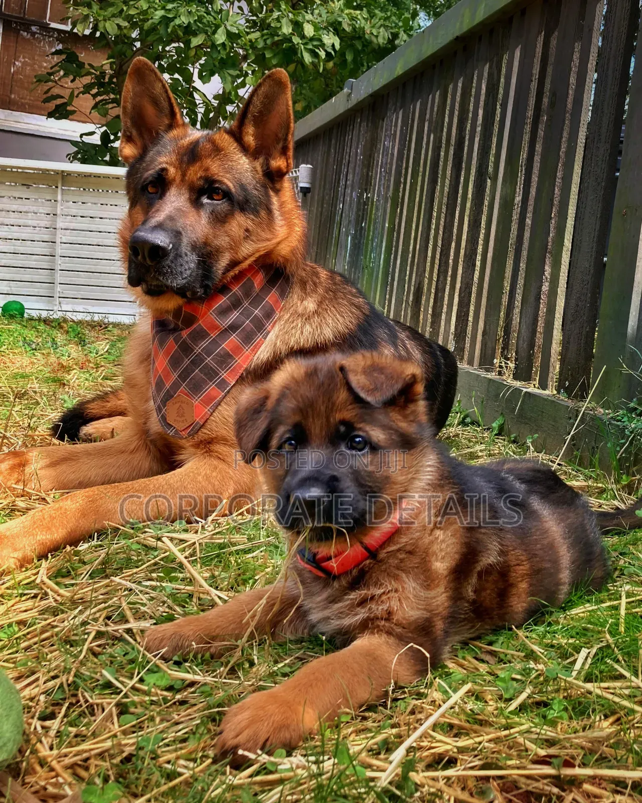 1+ year Male Purebred German Shepherd