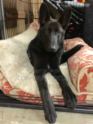 3-6 months Male Purebred German Shepherd