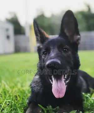 6-12 months Male Purebred German Shepherd