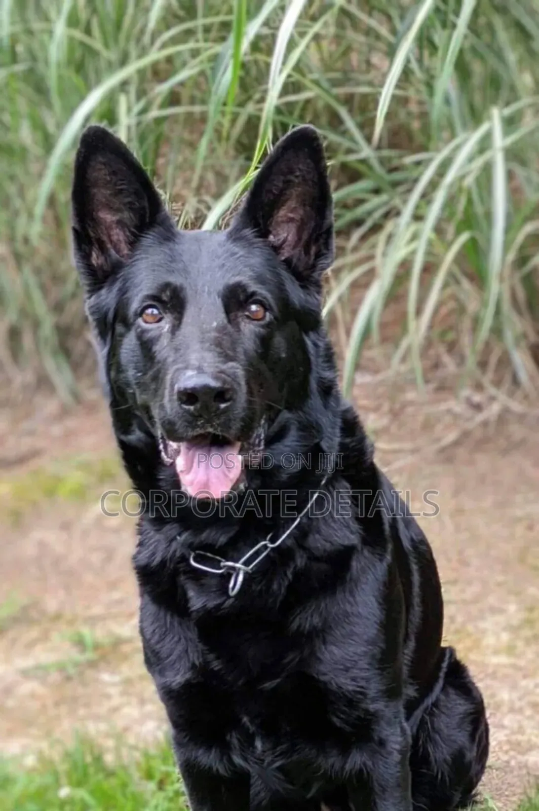 6-12 months Male Purebred German Shepherd