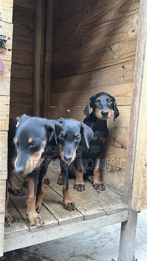 1-3 months Male Purebred Doberman Pinscher
