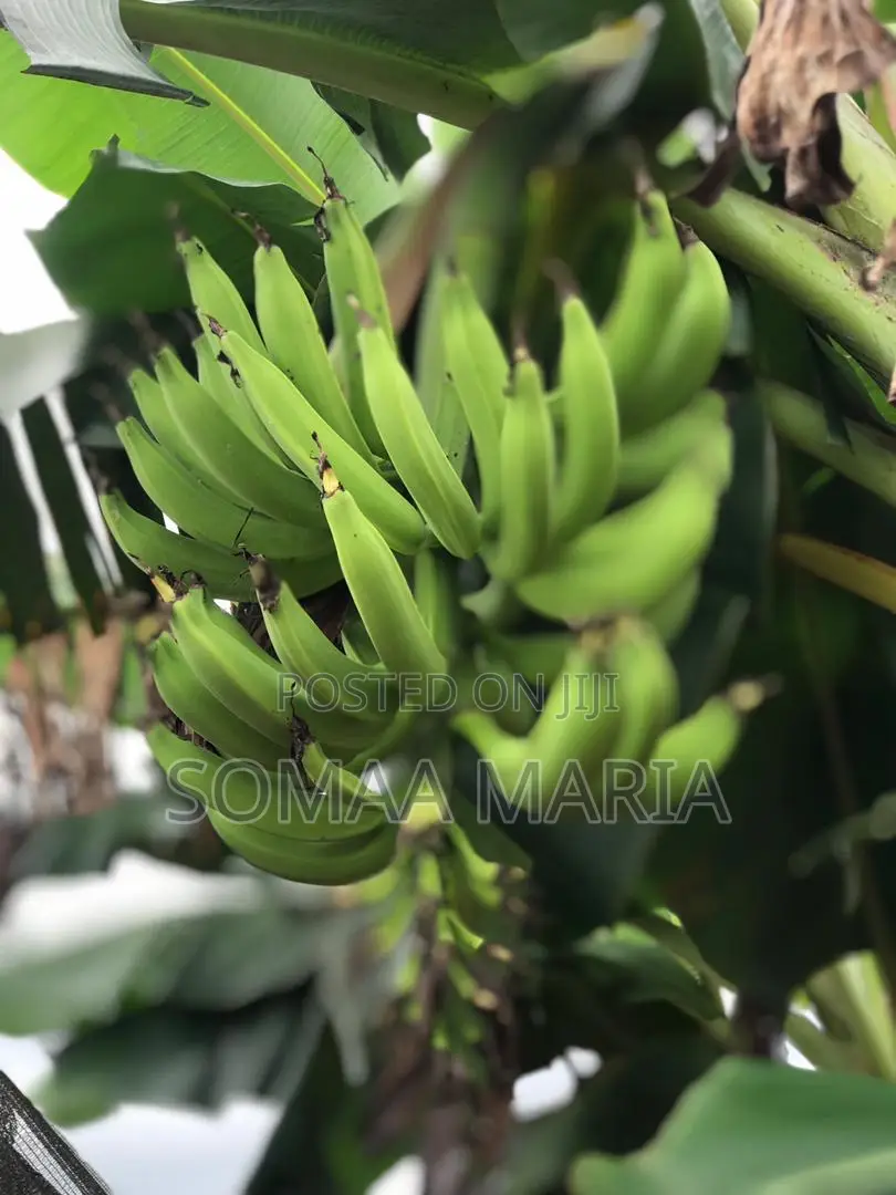 Quality Plantain Seedlings for Sale